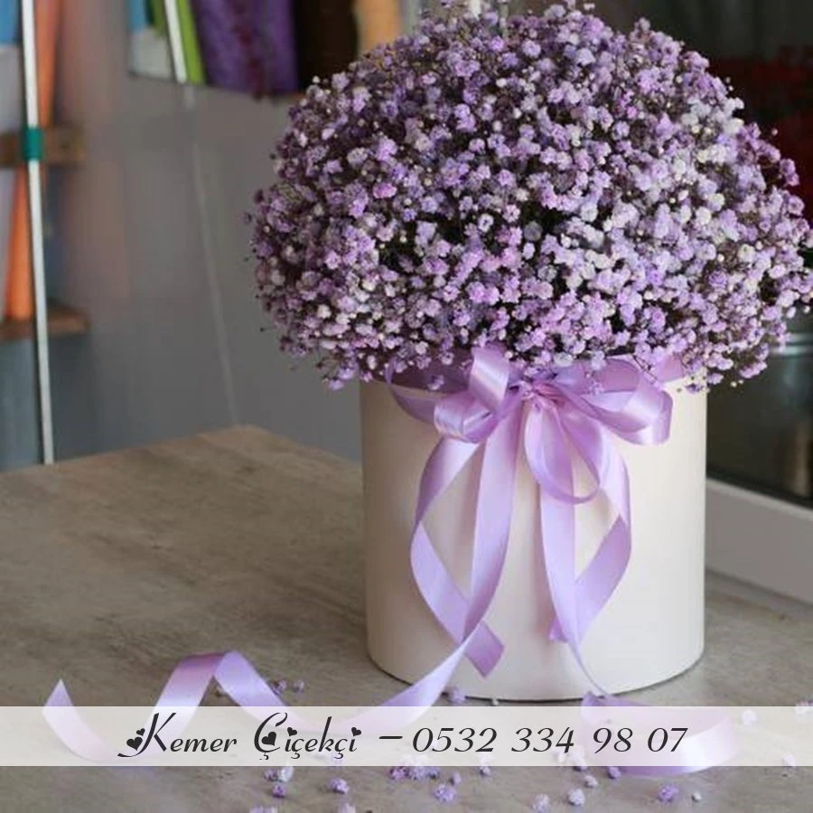 Gypsophila