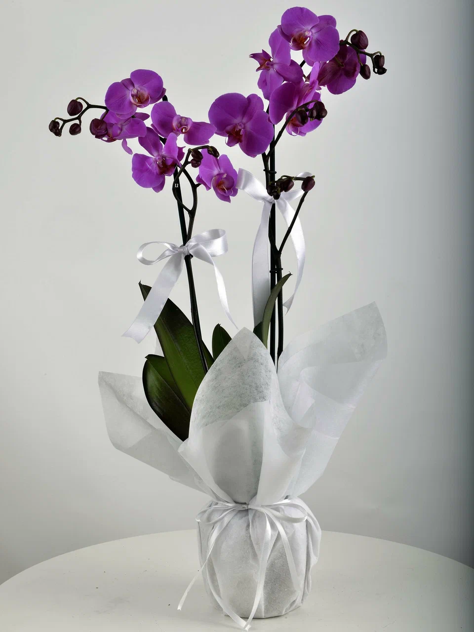 Lila Orchidee